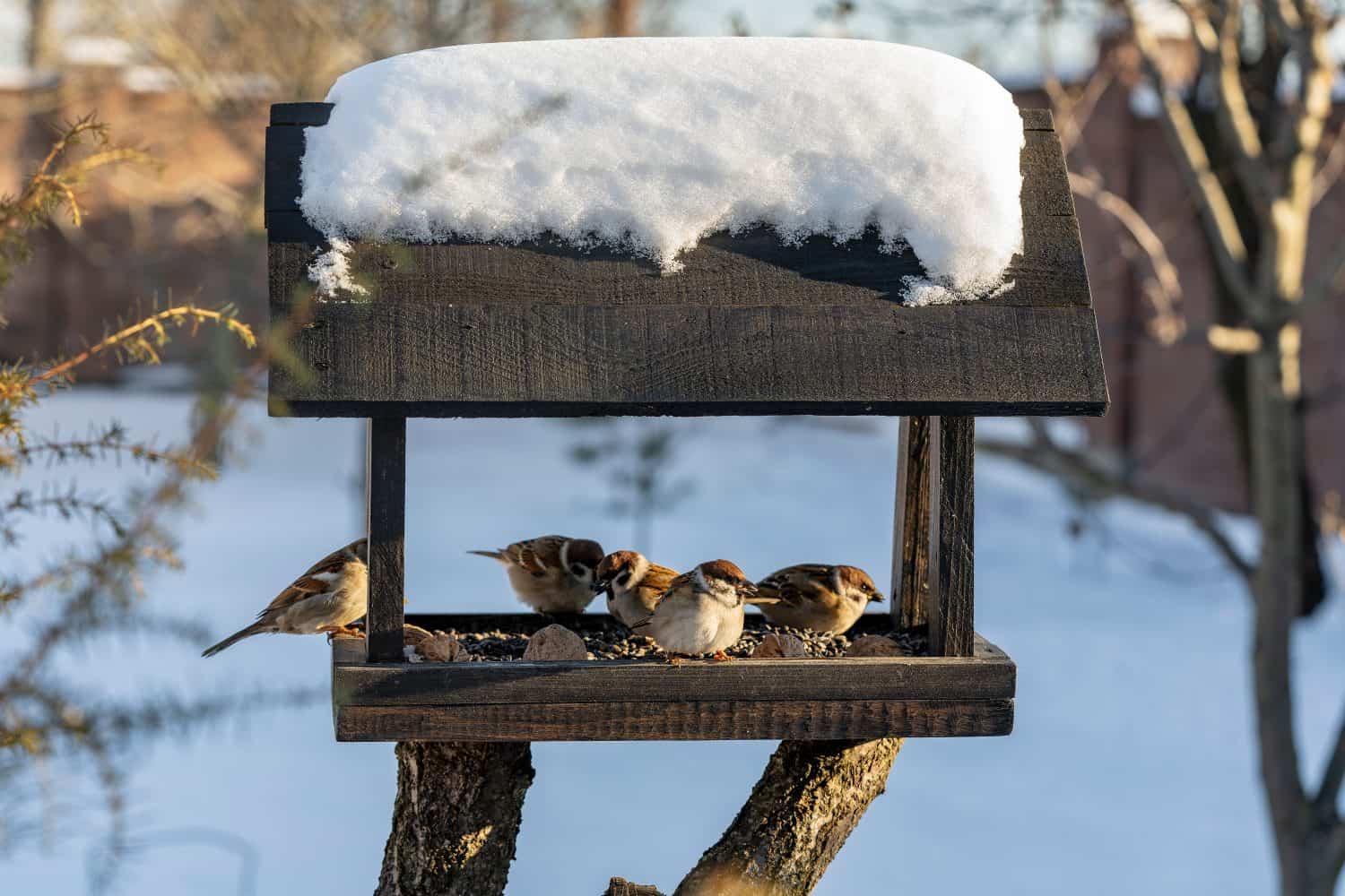 Wooden bird feeder in the form of a house on winter garden. Behavior of birds at feeder with seeds. There are sparrows in feeder. Birds at the feeder