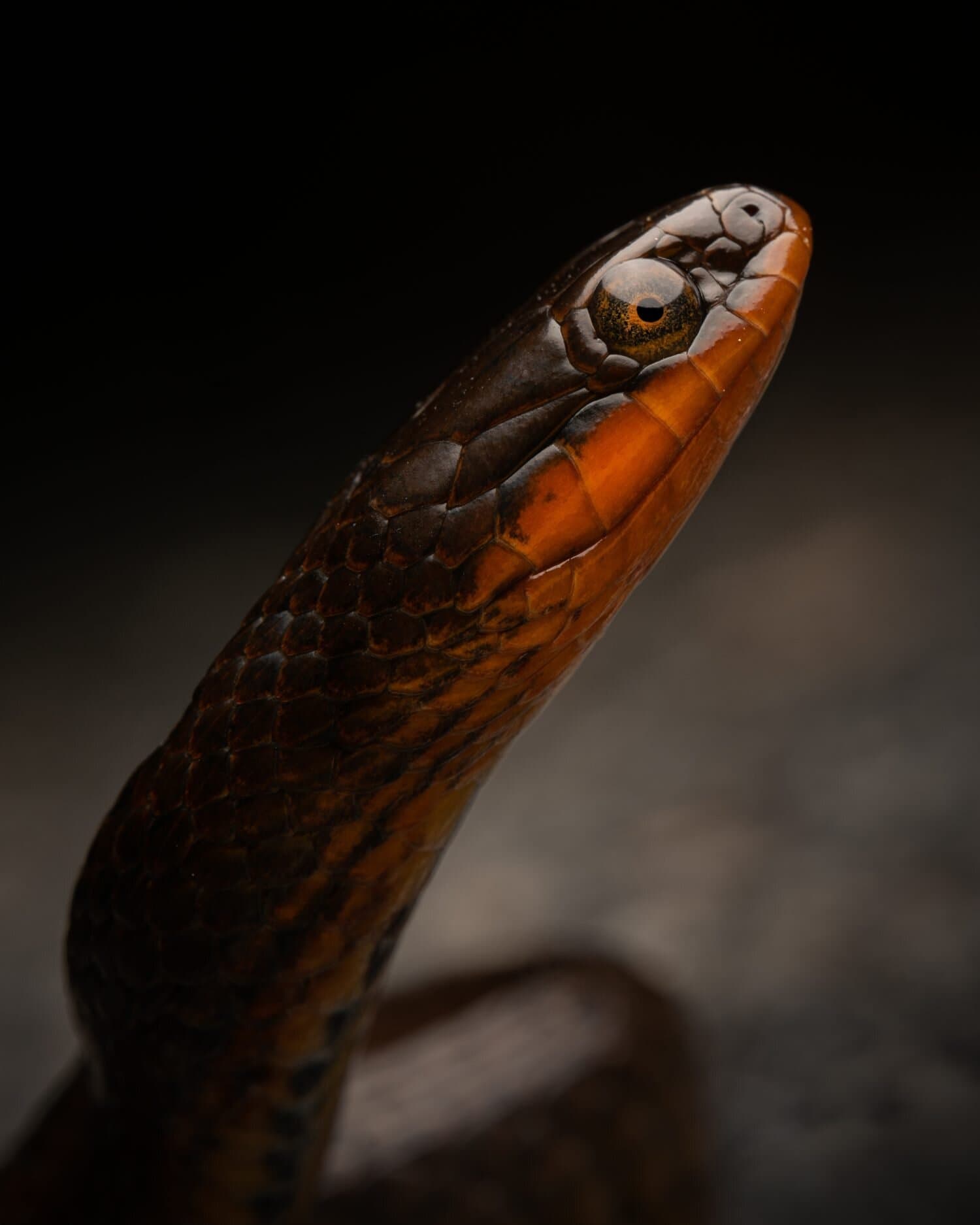 Glossy crayfish snake (Liodytes rigida rigida) close up face and eye