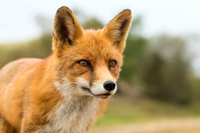 Red Fox in A National Park