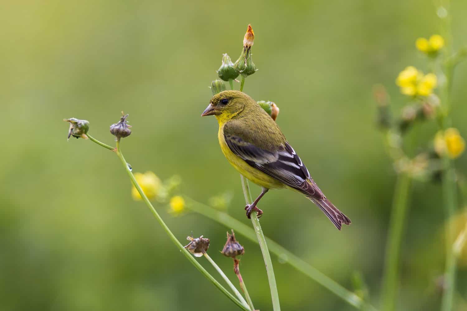 Lesser Goldfinch in the Morning