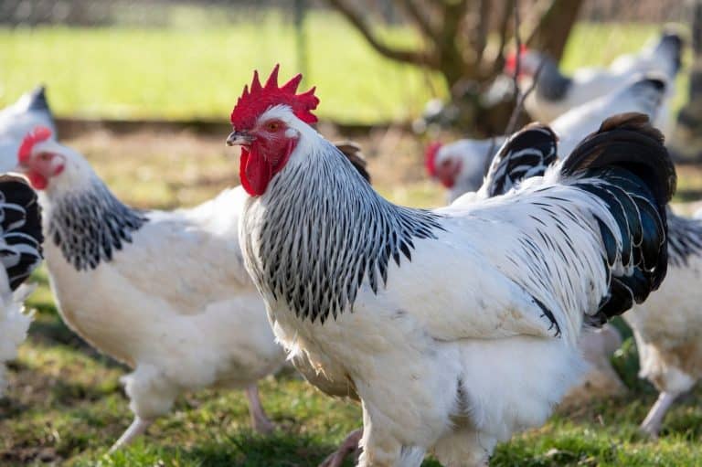 Sussex Chicken