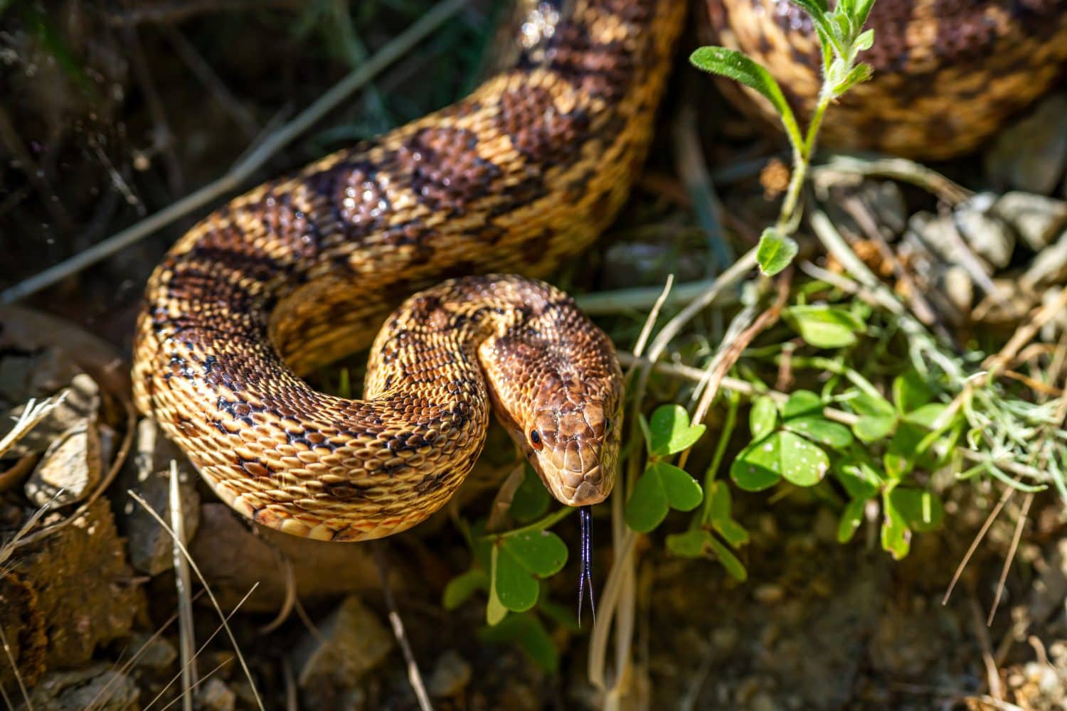 Close-up of Pacific gopher snake (Pituophis catenifer catenifer)