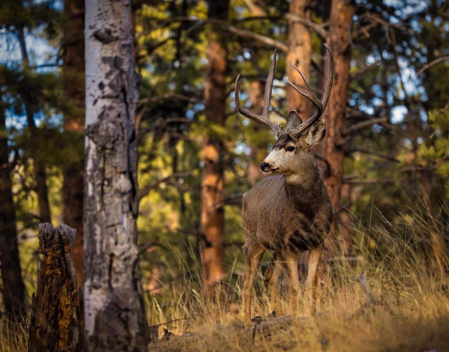 Mule deer buck standing on a grass hillside in a forest in the winter sunset light 