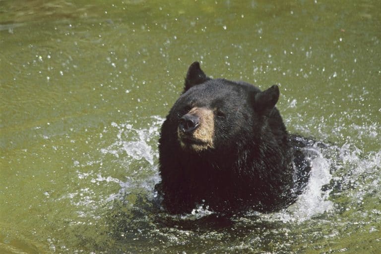 Summer closeup of a North American black bear splashing around in a freshwater pond habitat.