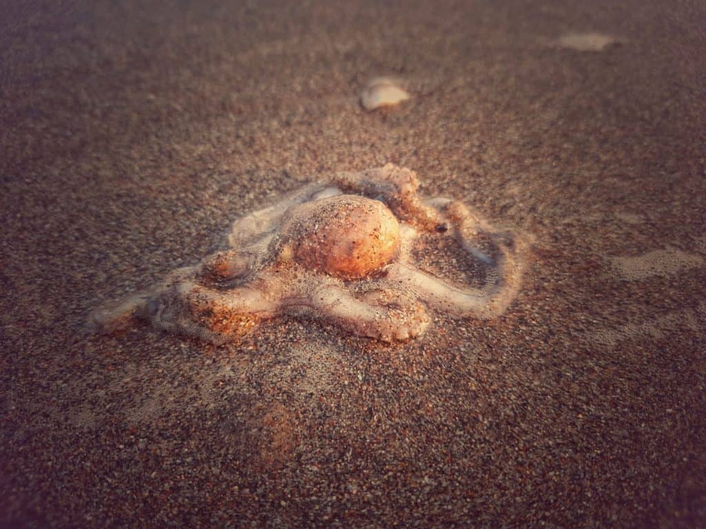 octopus sea animal mollusc ocean