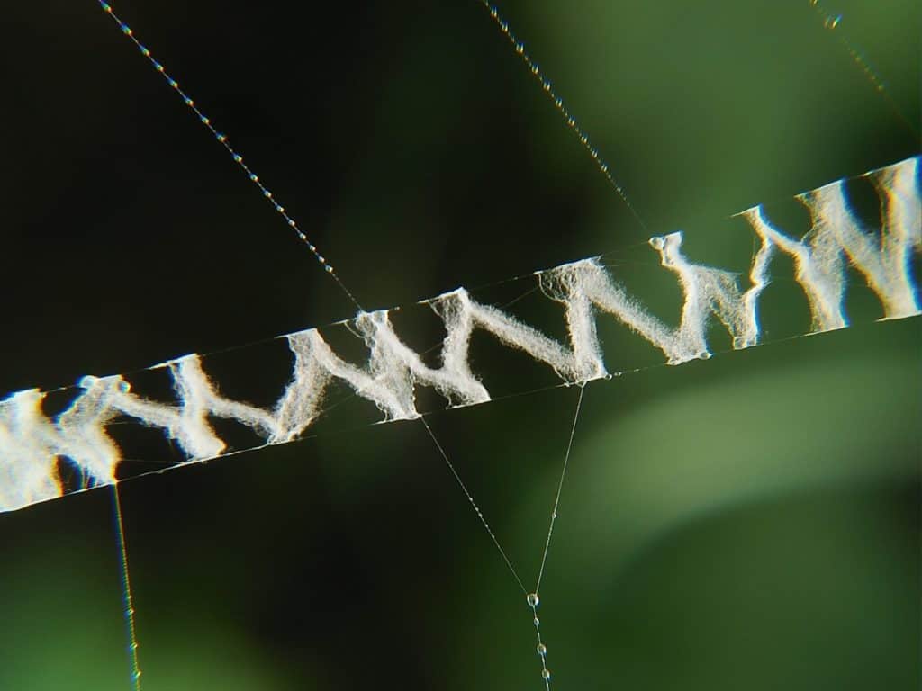 Close-Up photo decorative part of the web (stabilimentum) of the female wasp spider (Argiope bruennichi)