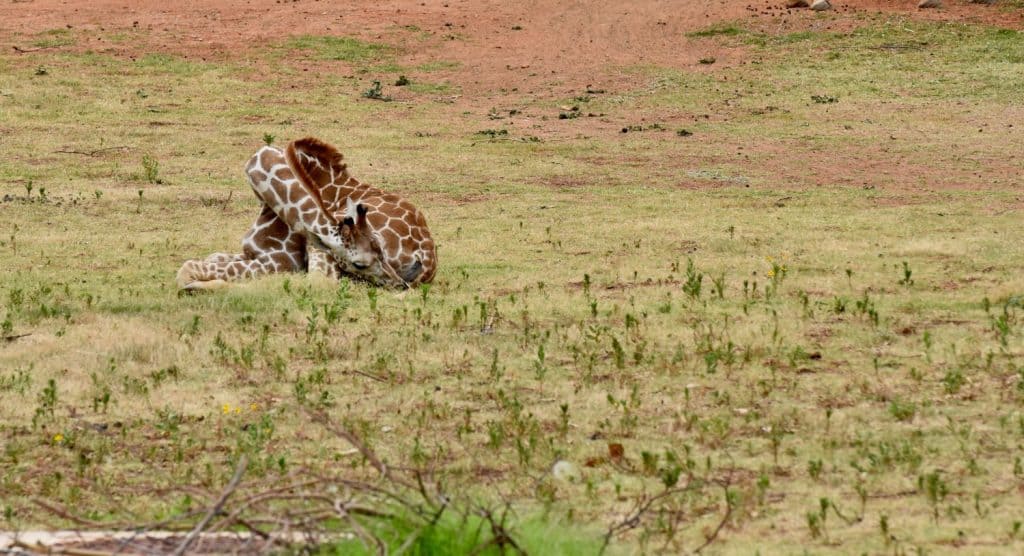 young giraffe curled up sleeping