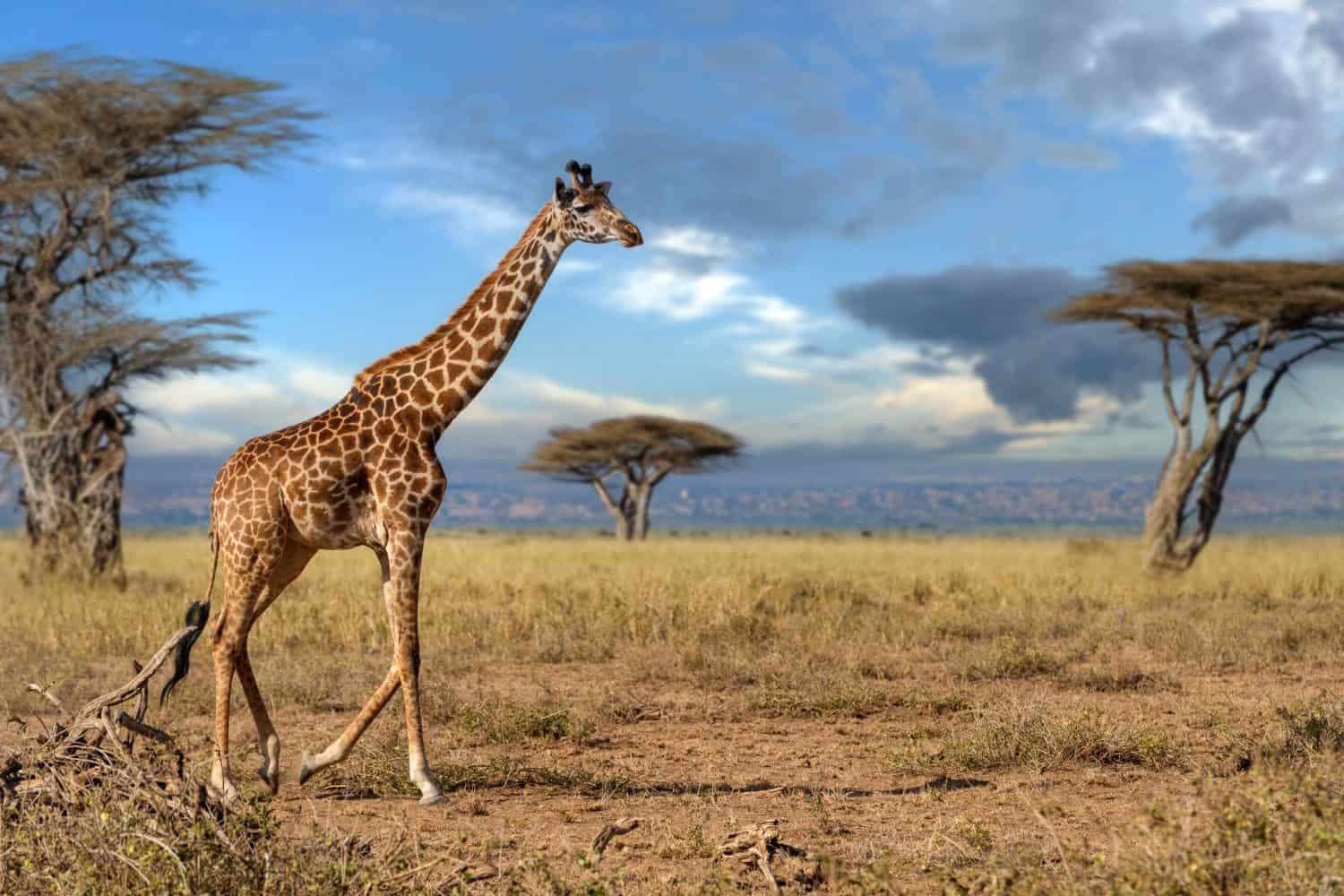 A tall giraffe with patches of brown spots is walking gracefully across a vast dry grass field under the sun in savannah