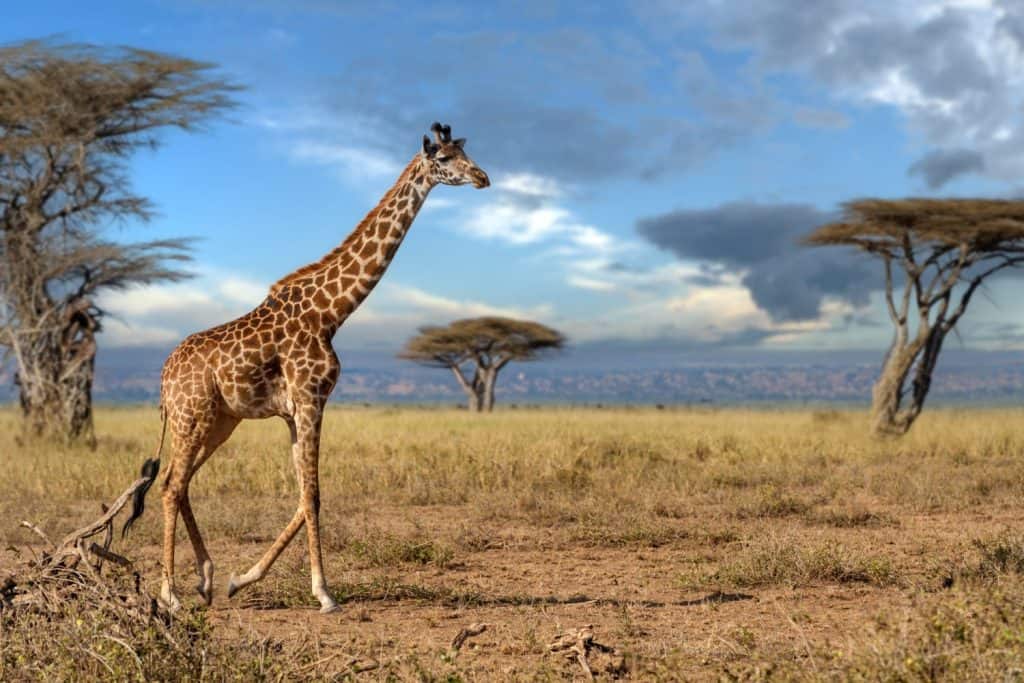 A tall giraffe with patches of brown spots is walking gracefully across a vast dry grass field under the sun in savannah