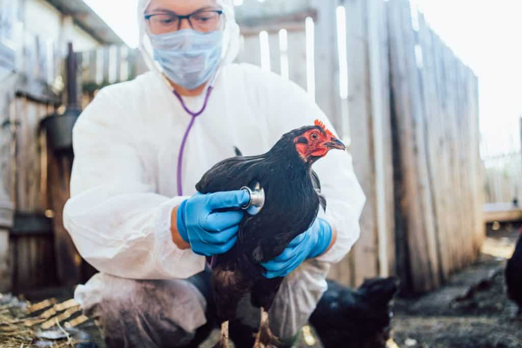 Man veterinarian wearing protective gear examines black chicken with stethoscope, ensuring health and well-being of poultry. Protection of poultry from Newcastle disease, influenza, pullorosis