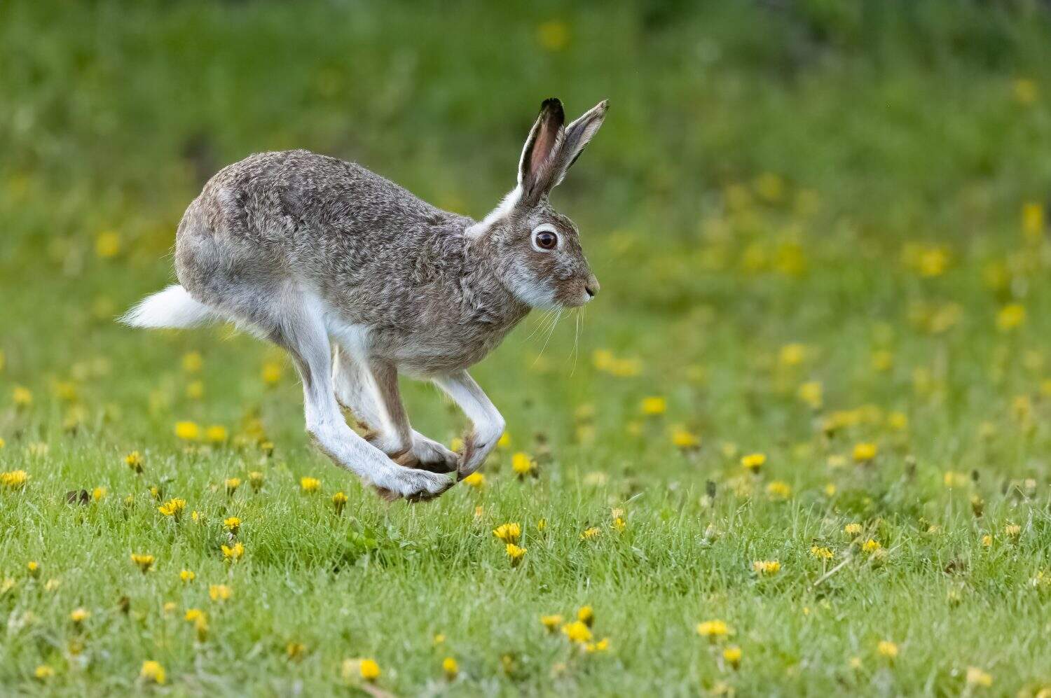 A White-tailed Jackrabbit hopping through a flowery field in Calgary, Alberta, Canada.