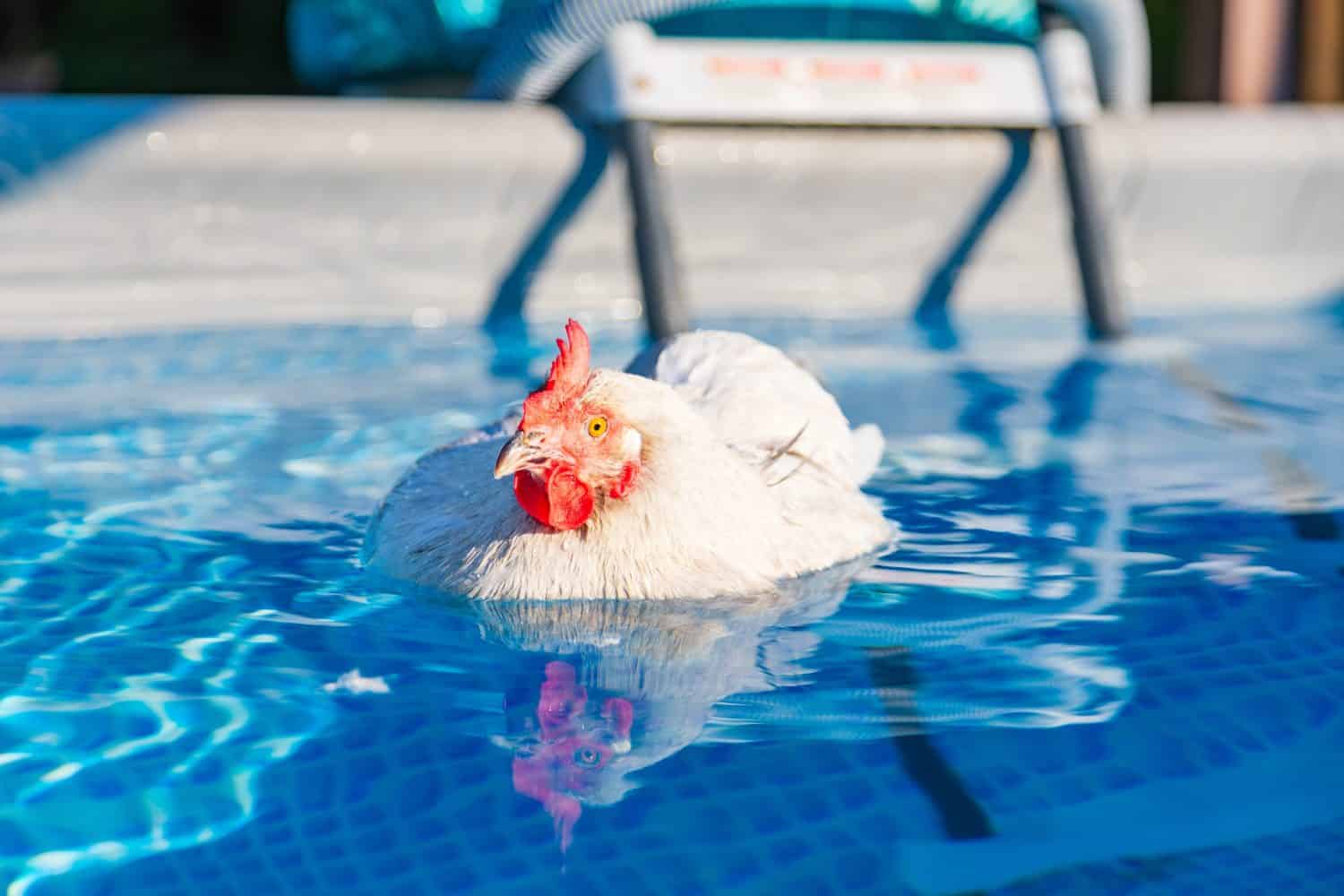 Pet Ameraucana Chicken cooling off in backyard swimming pool