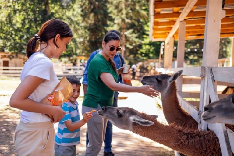 Happy family at the zoo. A young married dad and their two children are feeding alpacas in a nature reserve. Mom, dad and their son and daughter are relaxing on an alpaca farm