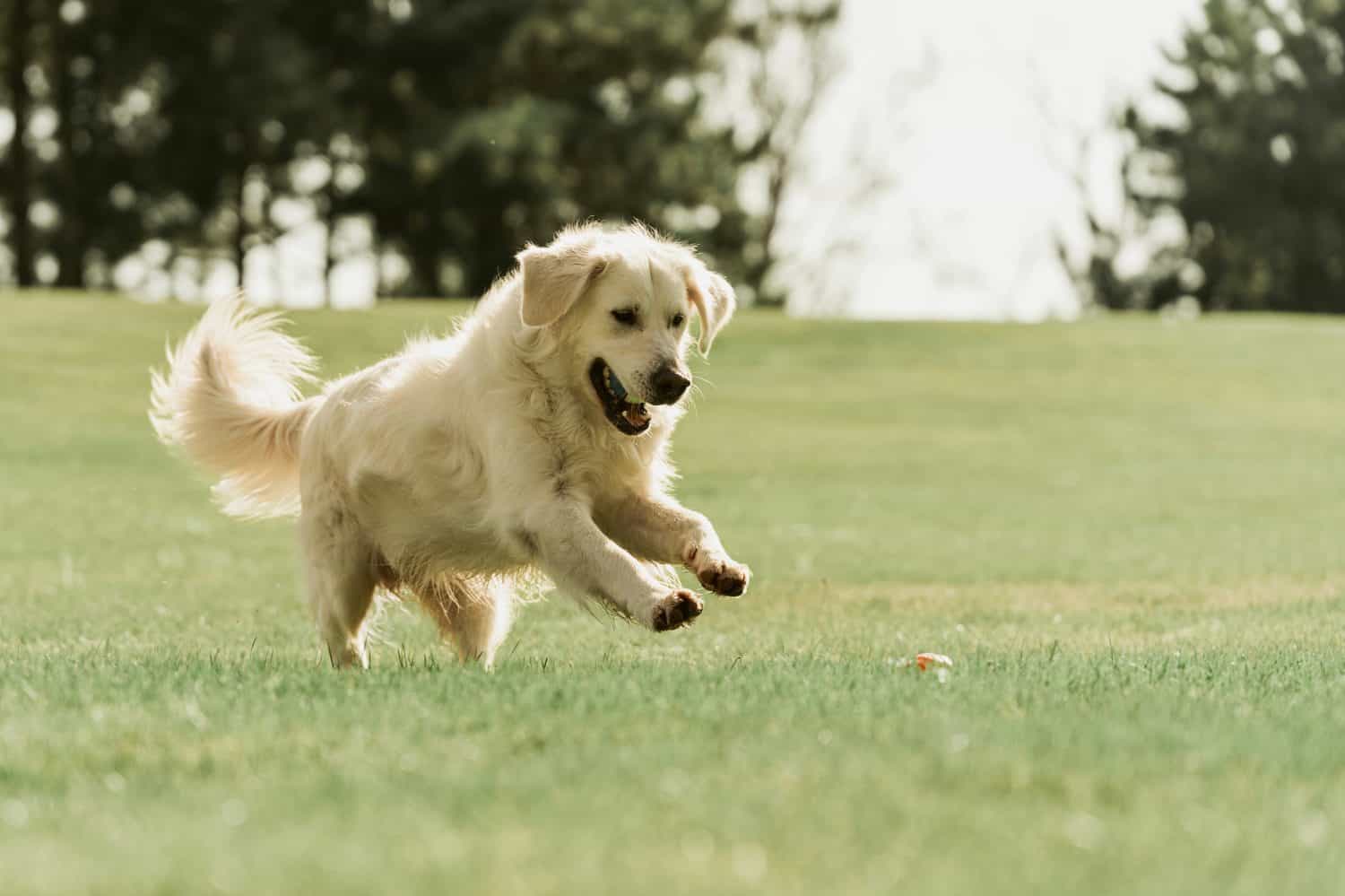 Golden Retriever plays with a ball.A beautiful dog walks in a clearing. puppy runs in the park.A trained dog performs tricks.A joyful dog in the forest.An obedient labrador walks. dog sitting on grass