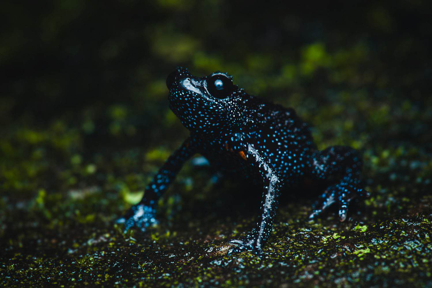 Galaxy Frog, a  species is endemic to the southern Western Ghats of India