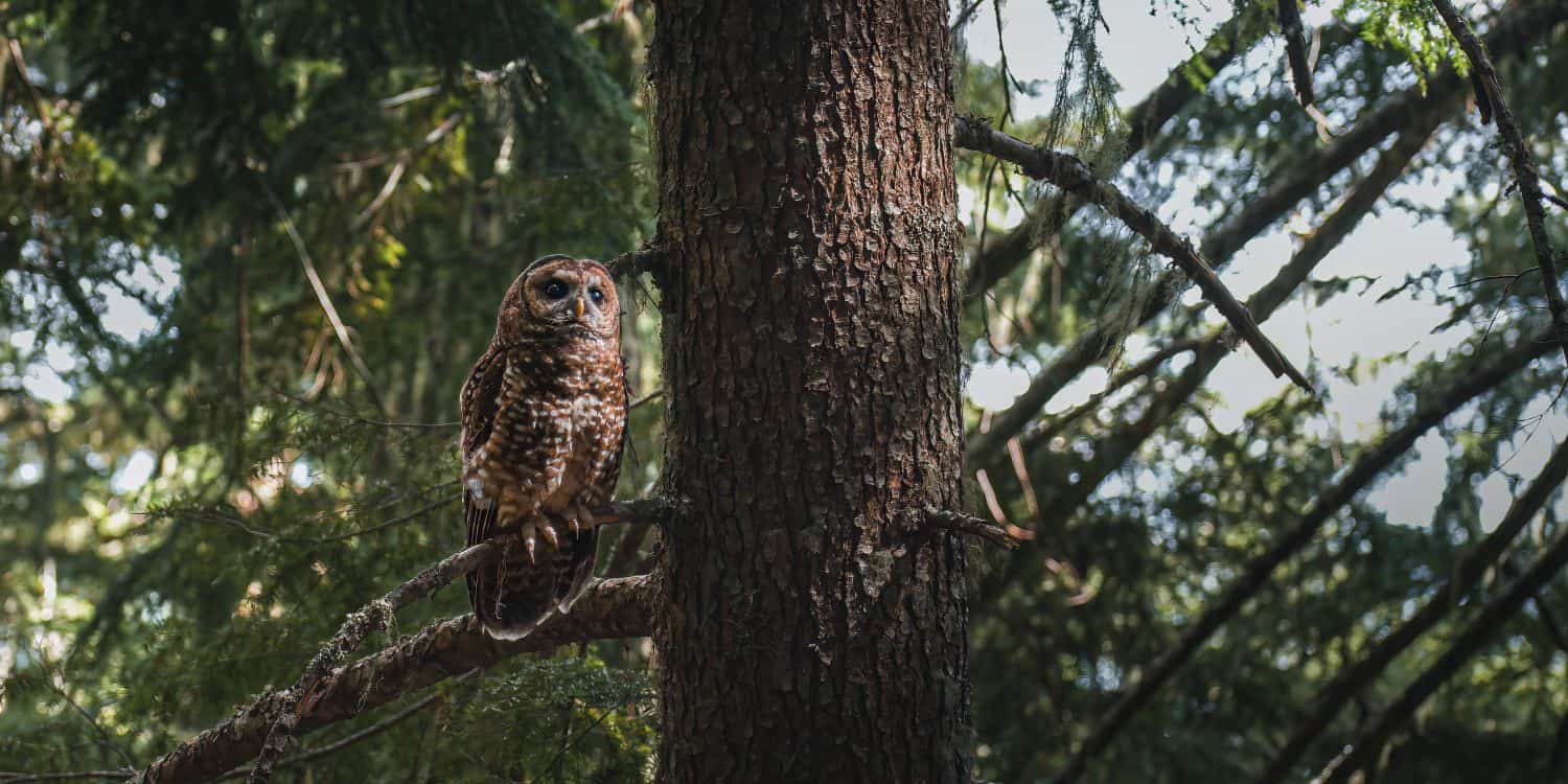 A Northern Spotted Owl (Strix occidentalis caurina) in an old growth forest.