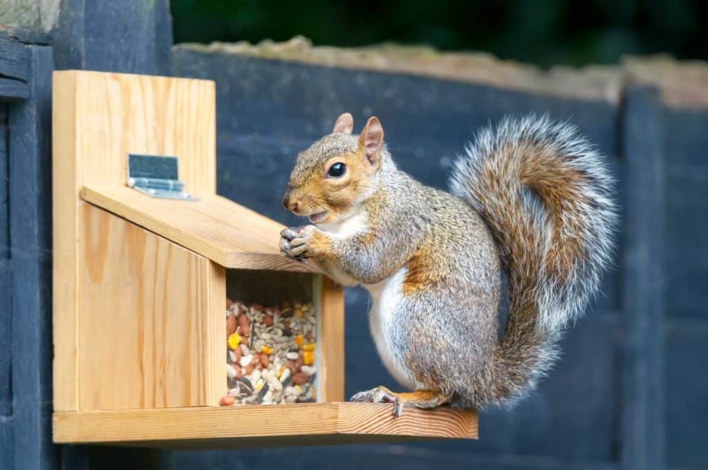 Close-up of a grey squirrel eating nut on a squirrel feeder