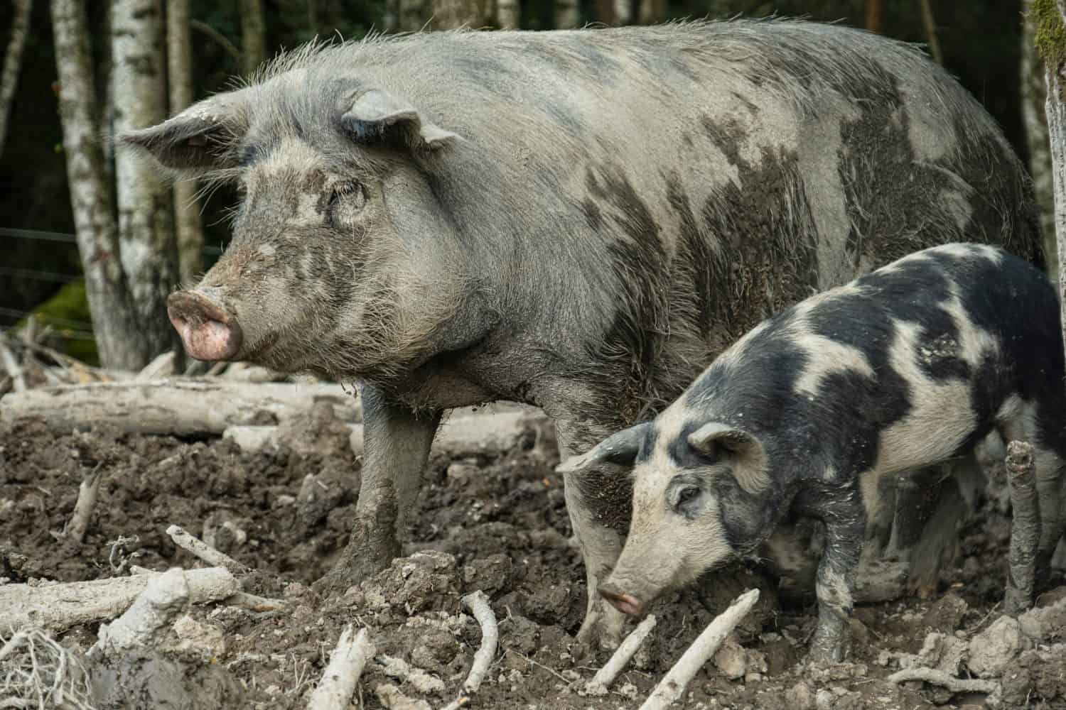 Domestic Ossabaw Island Hog with piglet on an eco farm in Southern Sweden, held as a future food source.