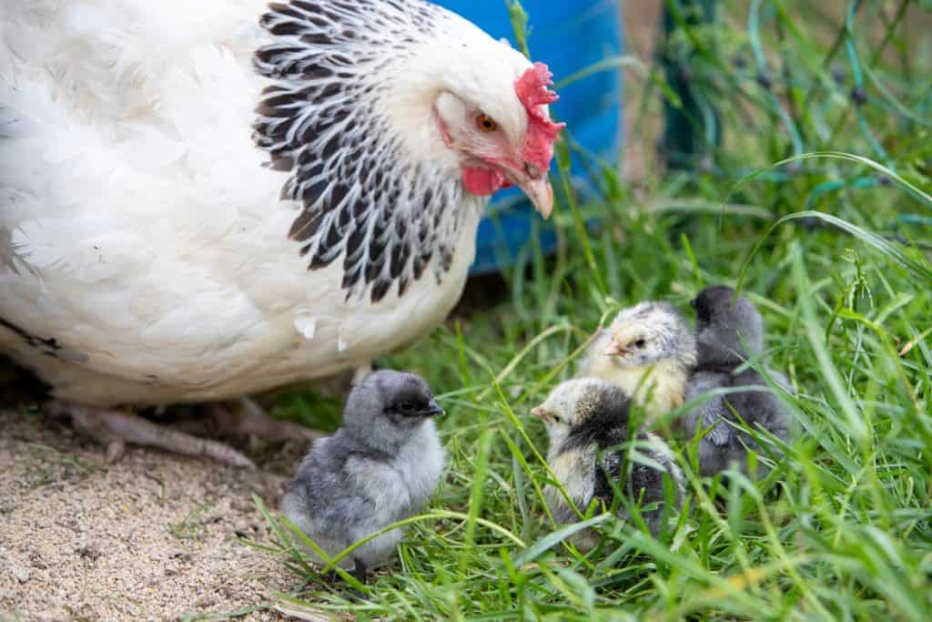 A Sussex hen with her chicks for their first outing outside the nest. Scene in the outdoor chicken coop.