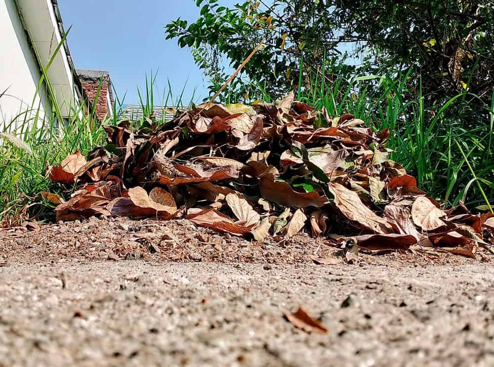 leaf litter collected in the garden