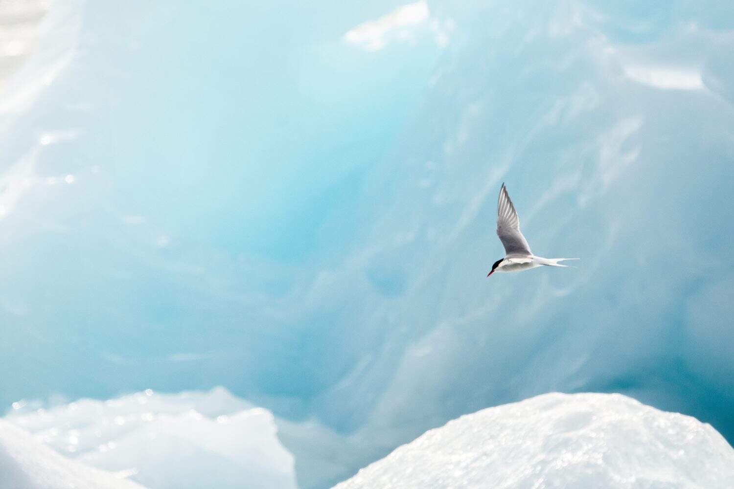 Arctic tern flying in a a glacier lagoon