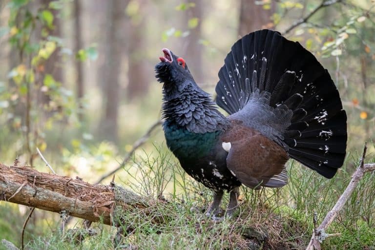 Western capercaillie, tetrao urogallus, calling and lekking in forest in autumn. Wild territorial bird showing off. Proud ground-living animal strutting with open tail feathers in its natural habitat.