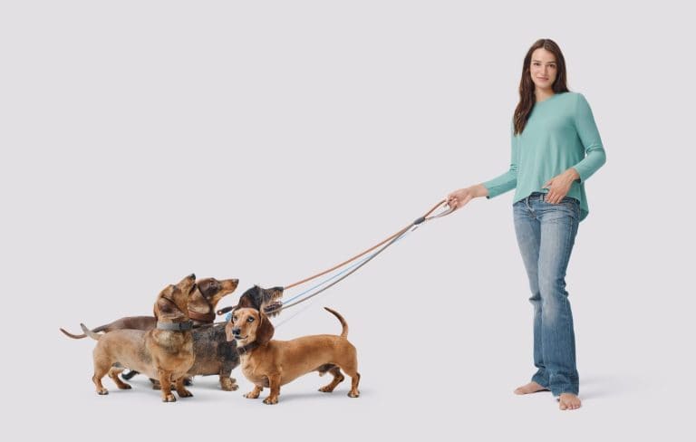 Happy young dog sitter walking dogs of different breeds, pet care concept, isolated