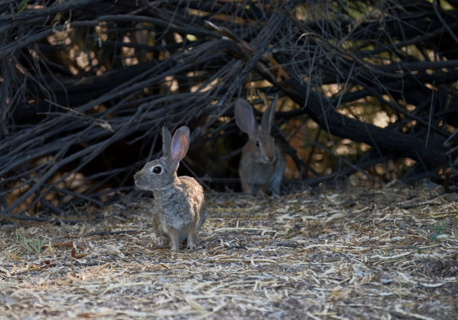 Two rabbits emerge from the shelter of dense, tangled branches. Their alert postures and soft fur blend into the natural setting, capturing a serene moment of wildlife in its natural habitat.