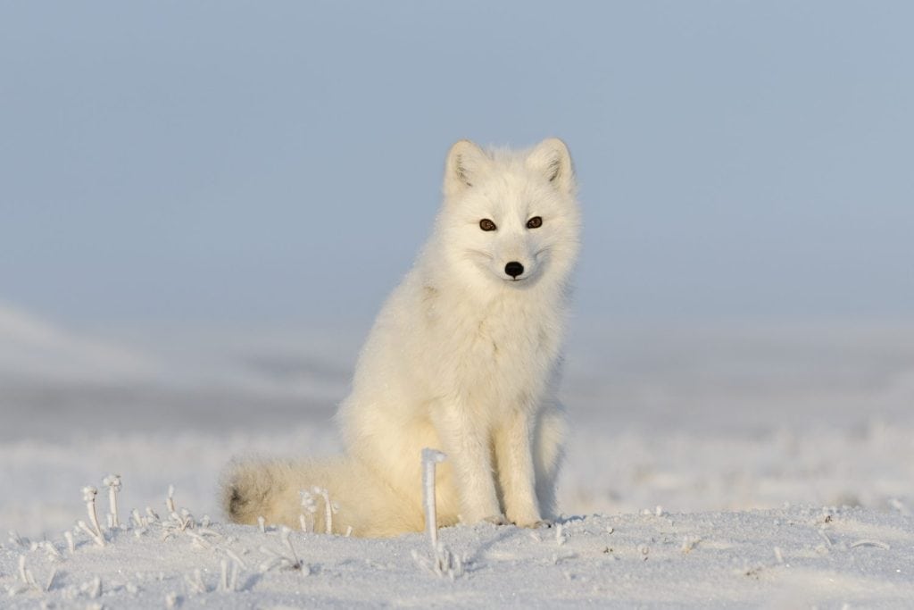 Wild arctic fox (Vulpes Lagopus) in tundra in winter time. White arctic fox sitting.