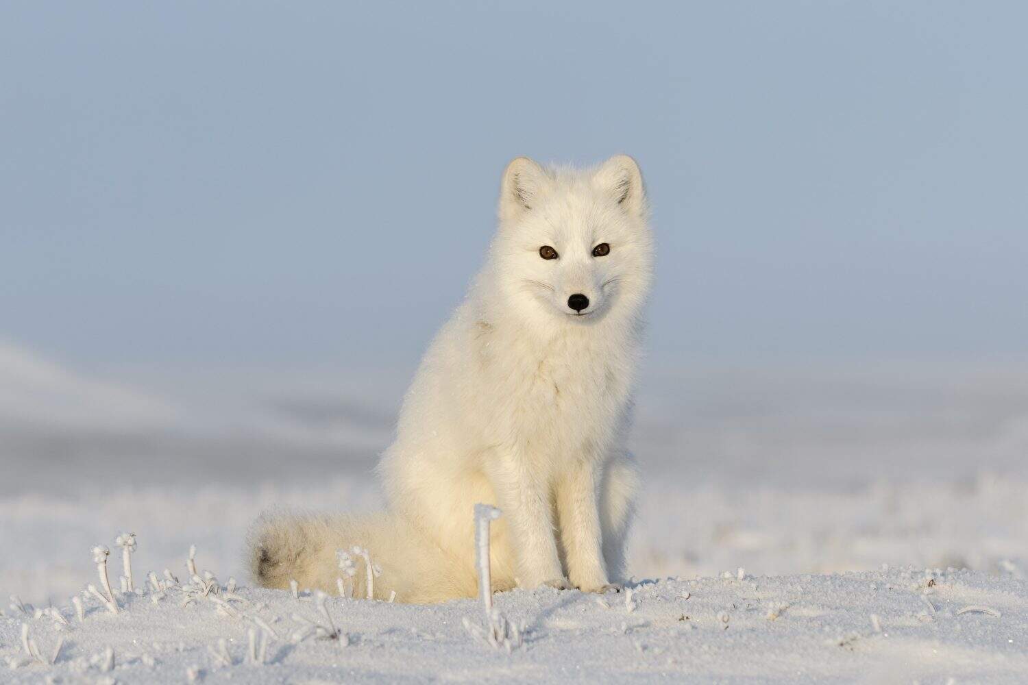 Wild arctic fox (Vulpes Lagopus) in tundra in winter time. White arctic fox sitting.