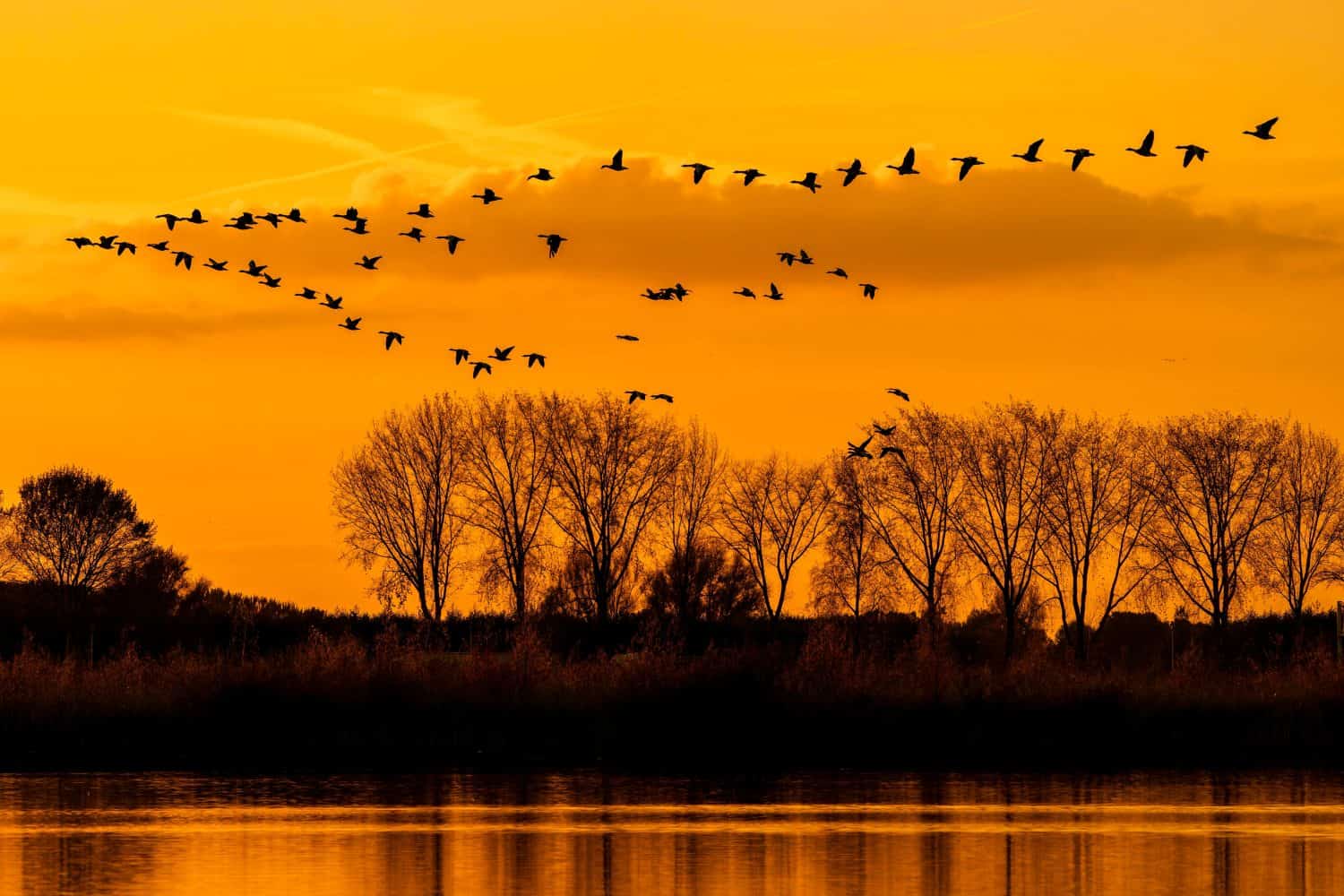 A group of Greater White-fronted Goose (Anser albifrons) in flight at sunset. Gelderland in the Netherlands.