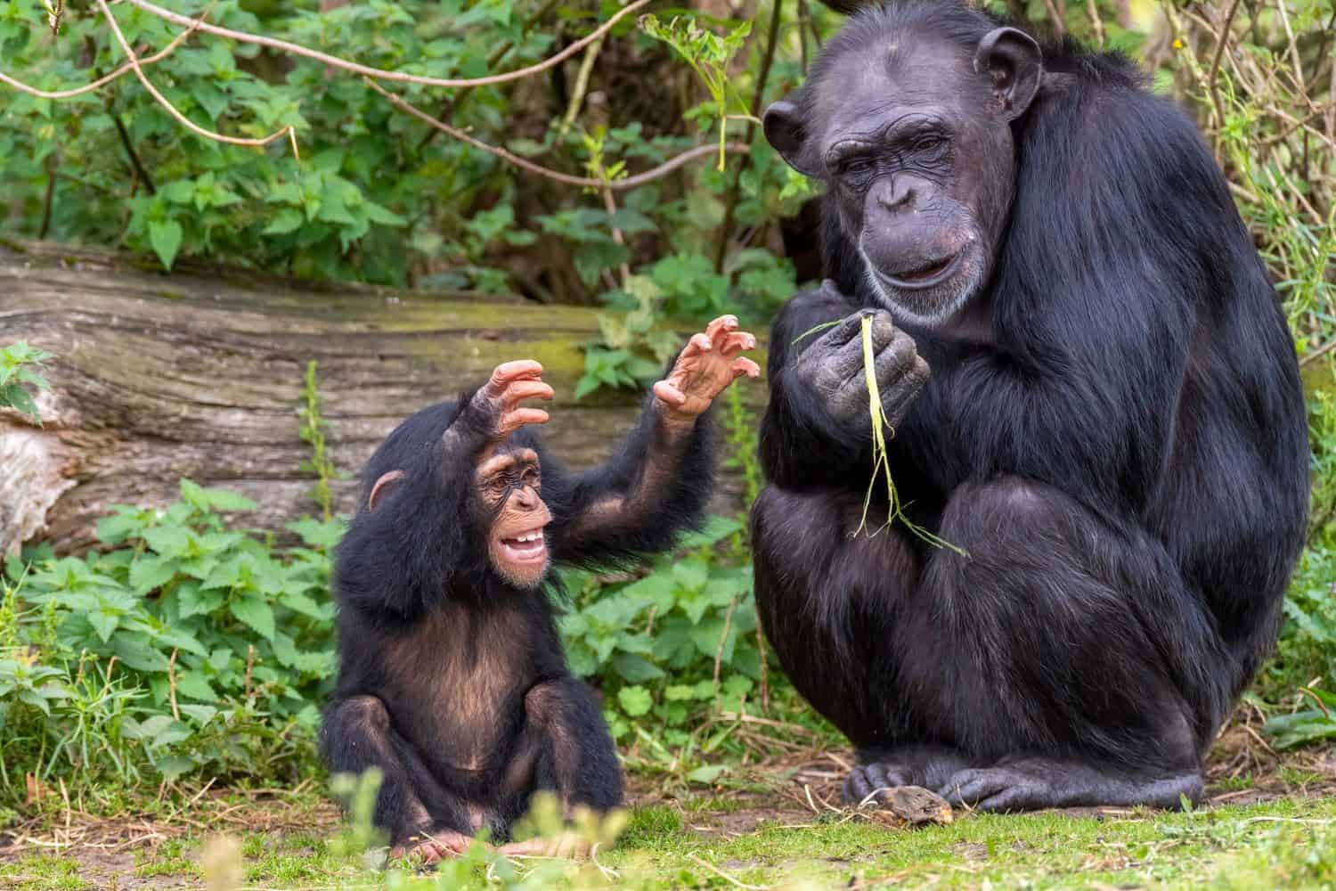 A playful chimpanzee and its mother interacting in a lush green forest setting.