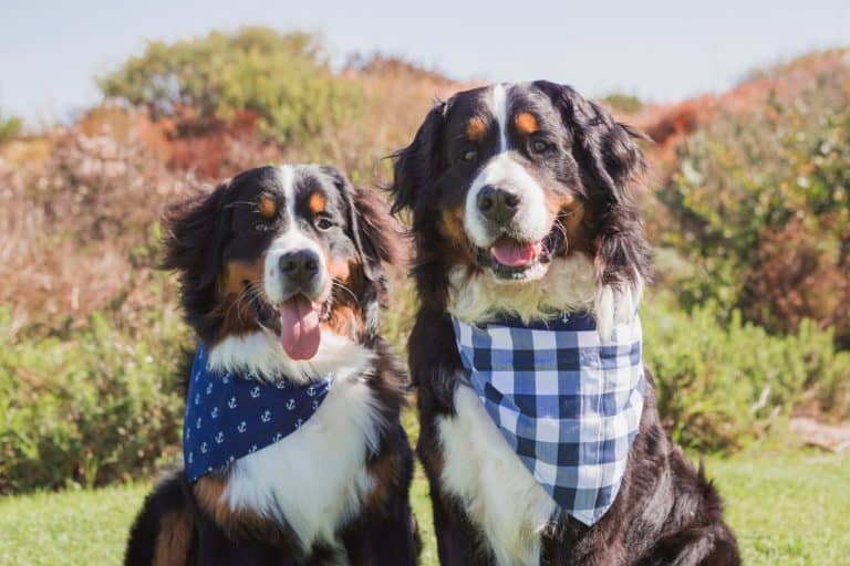 Two Bernese Mountain dogs wearing matching blue plaid bandanas smiling tongue hanging out looking at camera in park