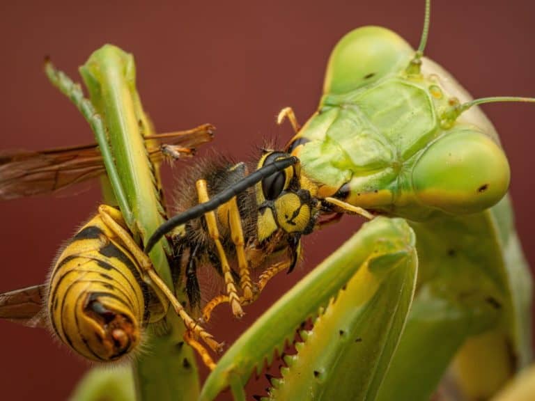 Giant mantis eats europien wasp