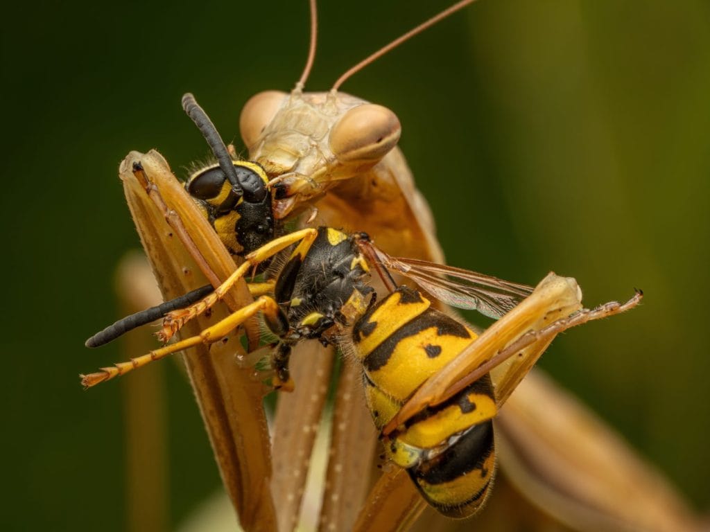 europien praying mantis eats wasp