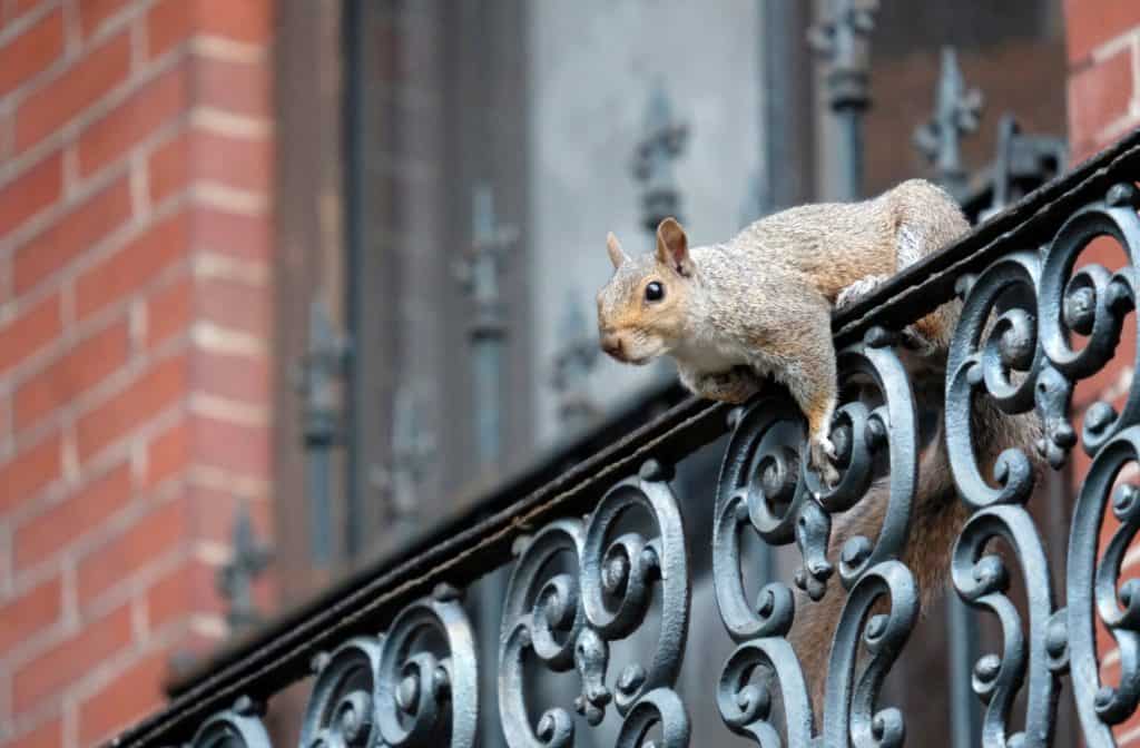 Squirrel climbing a balcony in Boston, USA