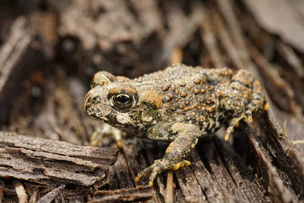Natural closeup on a juvenile Western toad, Bufo or Anaxyrus boreas on wood in North California