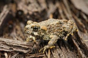 Natural closeup on a juvenile Western toad, Bufo or Anaxyrus boreas on wood in North California
