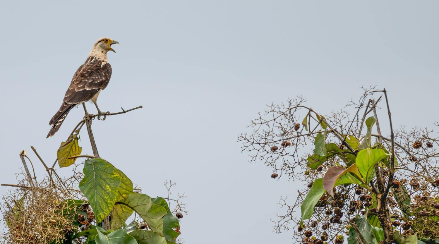 Yellow-headed caracara caws loudly as it perches atop a tree.