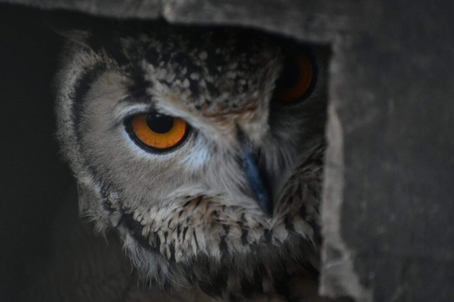The Bengal eagle-owl, also widely known as the Indian eagle-owl or rock eagle-owl, is a large horned owl species native to hilly and rocky scrub forests in the Indian Subcontinent. It is splashed with