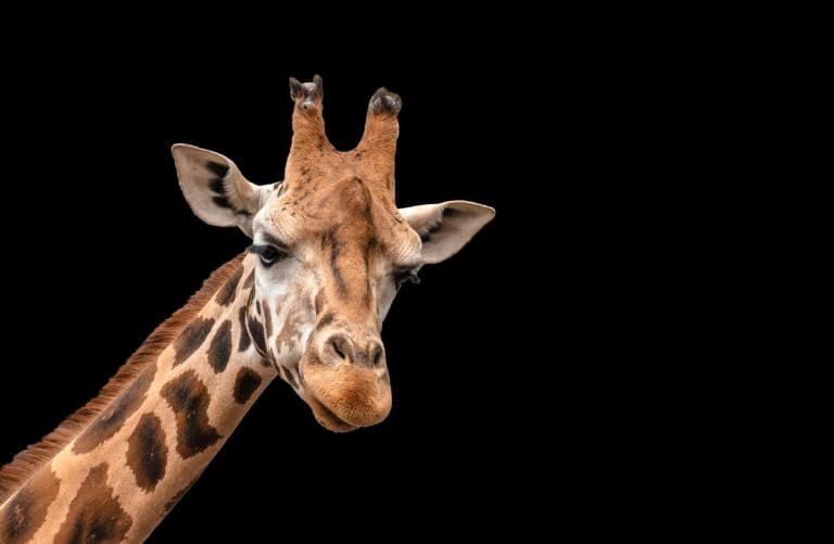 Giraffe Head Isolated on Black Background
