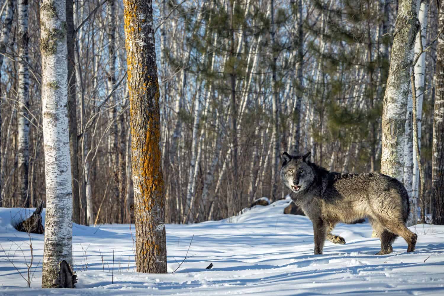 Black Wolf in Northern Minnesota Snow