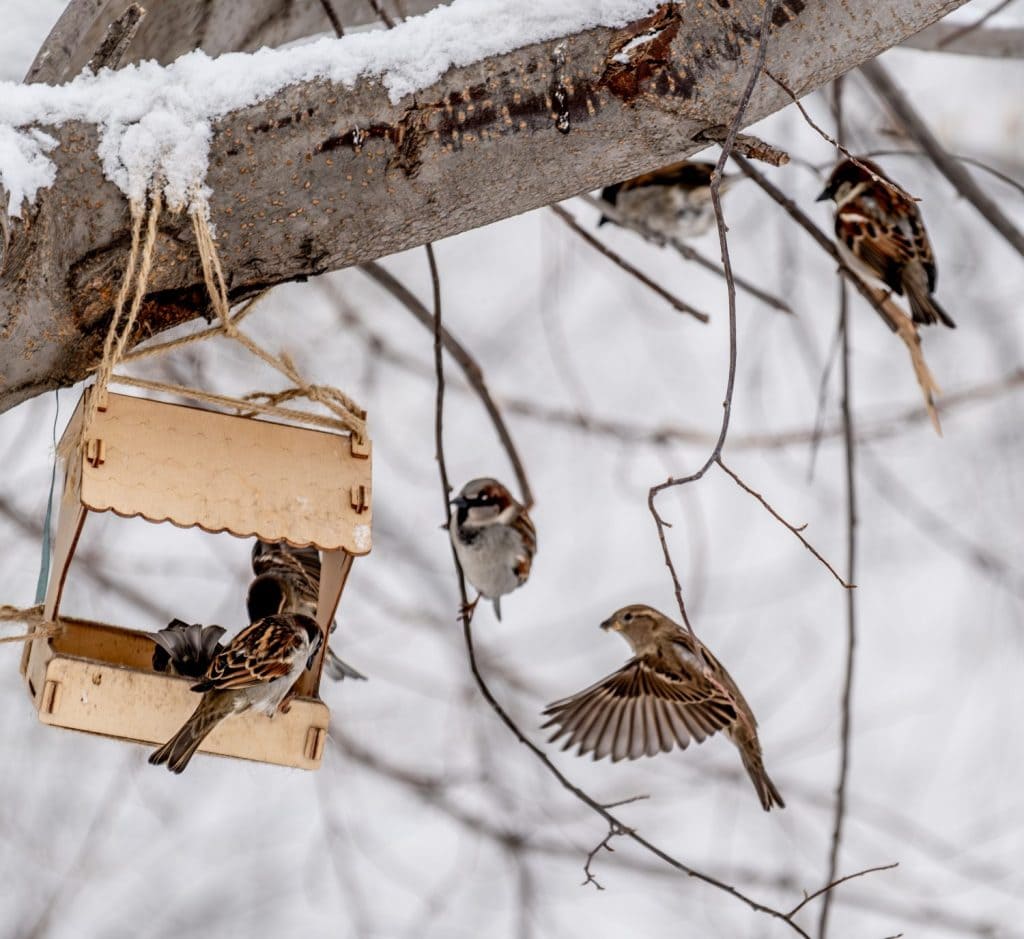 Sparrows near a bird feeder on a winter day in the park.