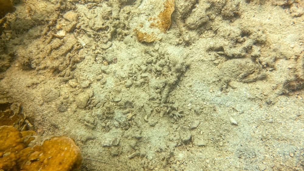 Sandy ocean floor with small coral fragments and algae-covered rubble.