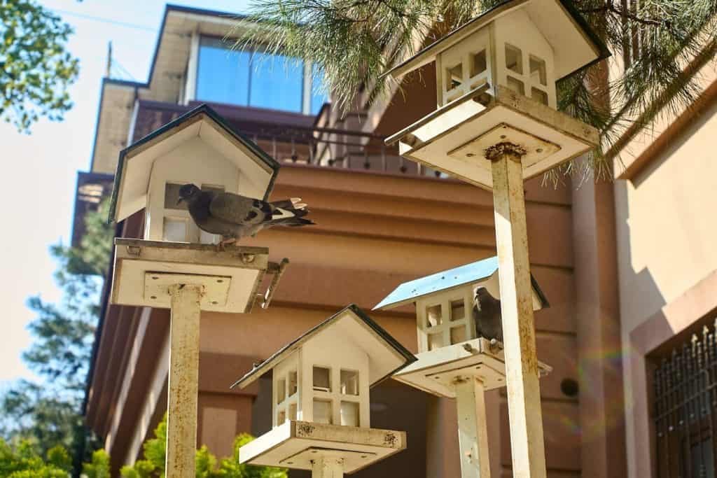 Several pigeons sit on decorative birdhouses near a residential building in sunny weather.