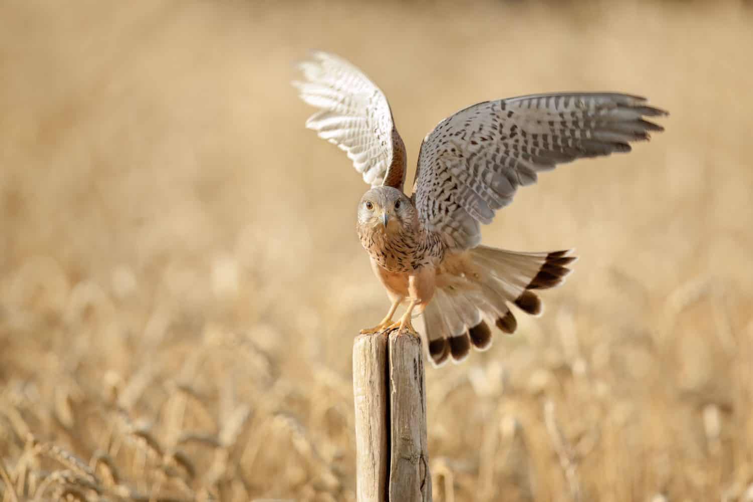 Kestrel perched on a wooden post in a wheat field with wings spread, showcasing detailed plumage.