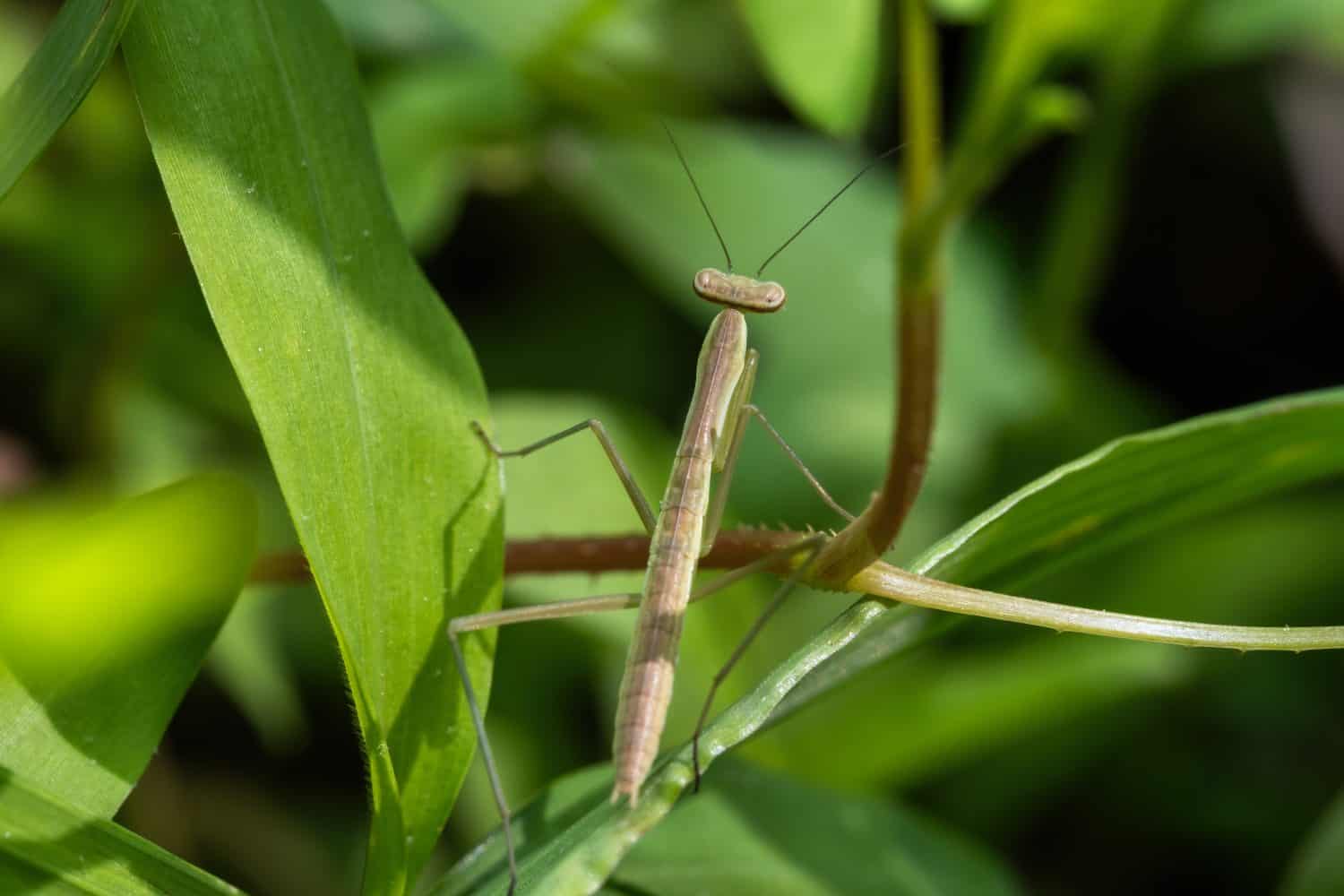 A Chinese Mantis nymph makes its way through the greenery. Raleigh, North Carolina.