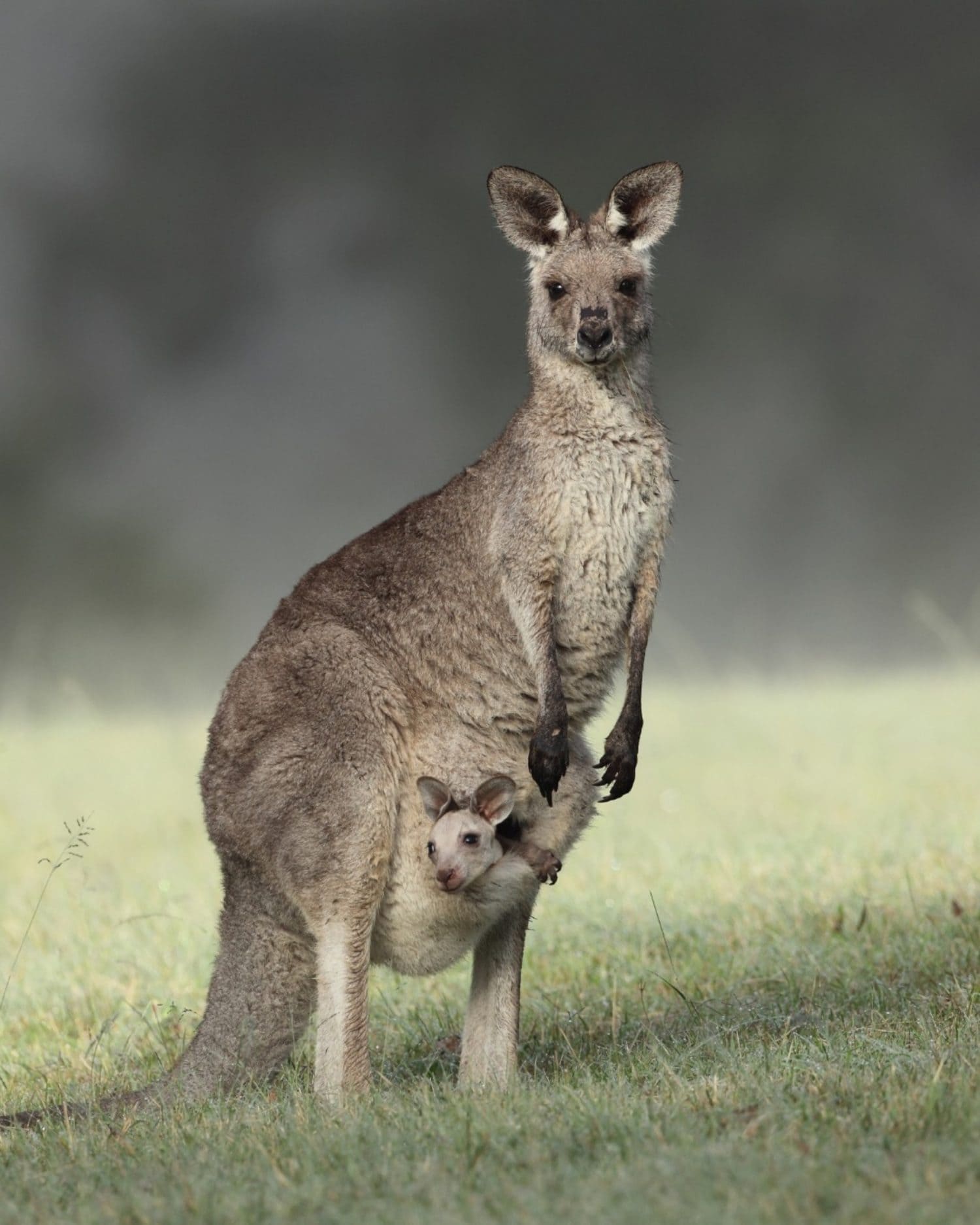 A full-grown kangaroo stands in a grassy field, with a joey looking out from her pouch.