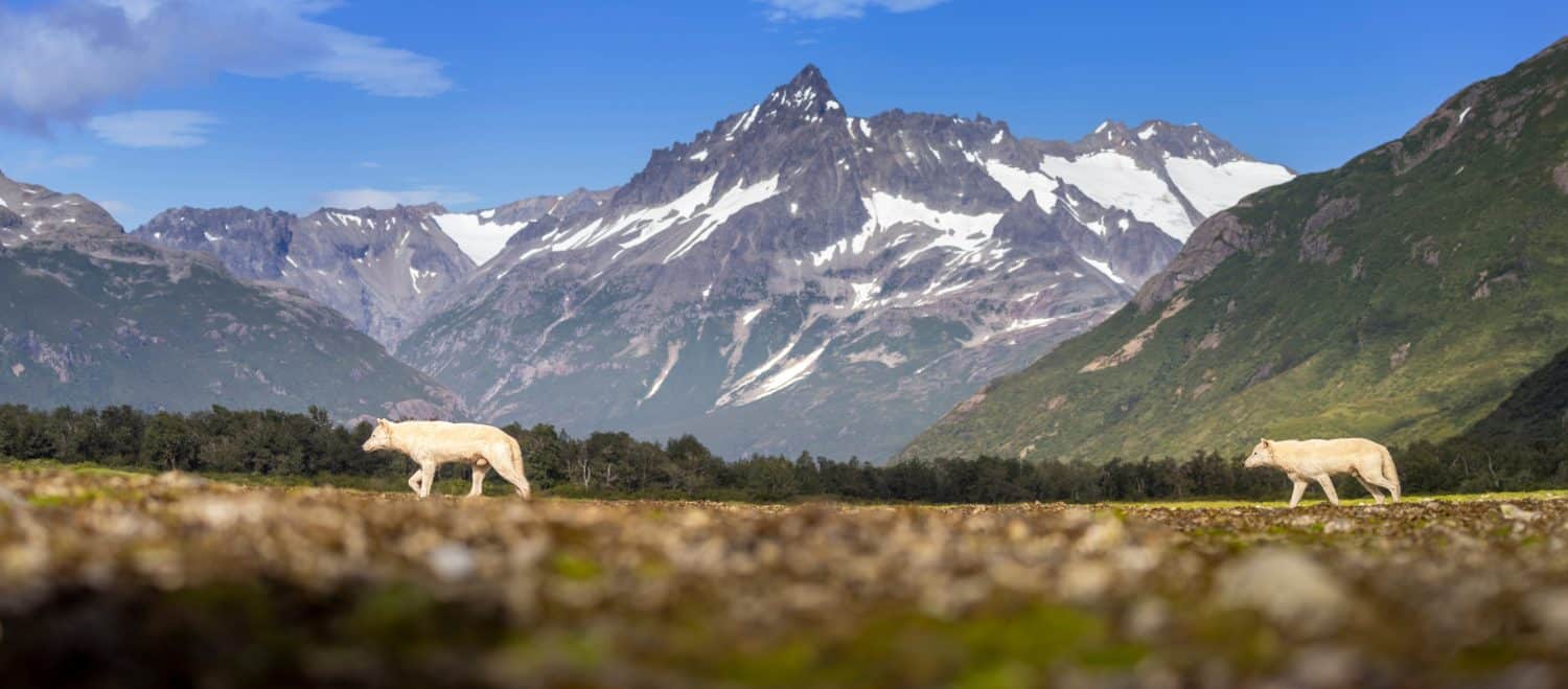 A wild grey wolf in the back country of Katmai National Park in coastal Alaska.