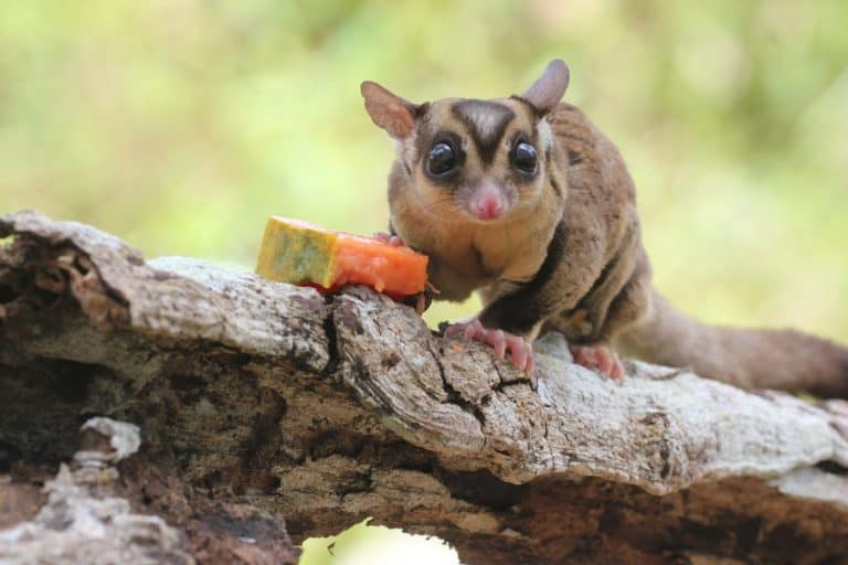 sugar glider, squirrel, flying squirrel, photo of a sugar glider eating papaya fruit